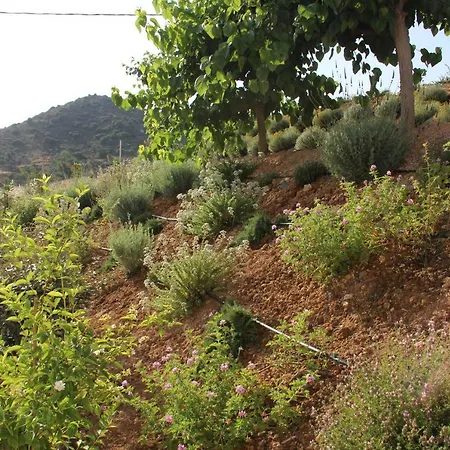 Oneiro Mas
