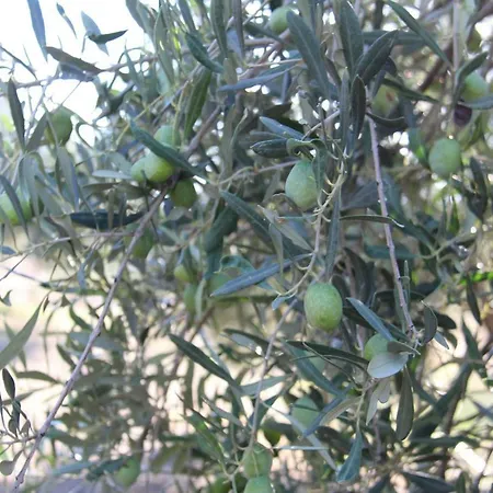 בית נופש Oneiro Mas *